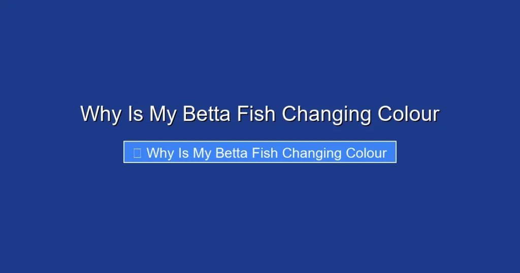 Why Is My Betta Fish Changing Colour