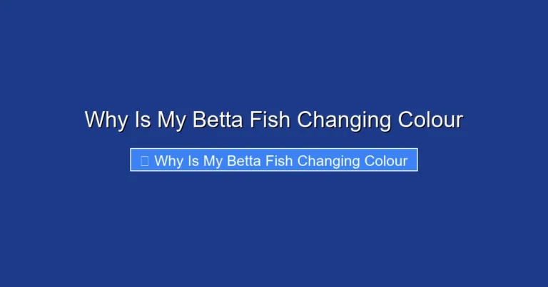 Why Is My Betta Fish Changing Colour