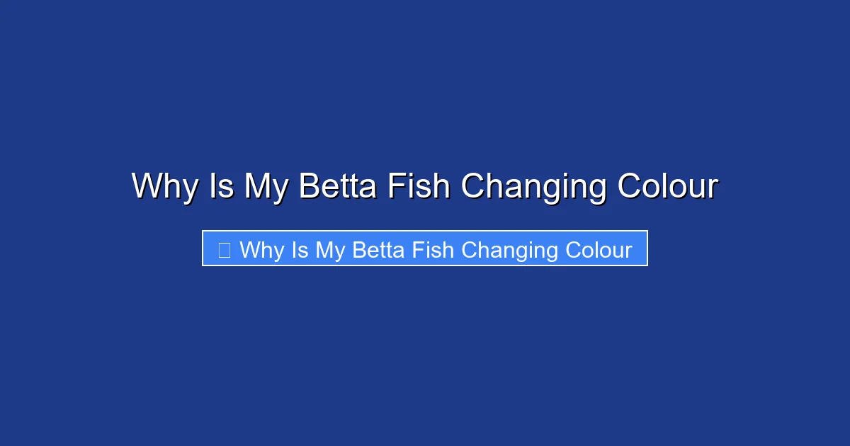 Why Is My Betta Fish Changing Colour