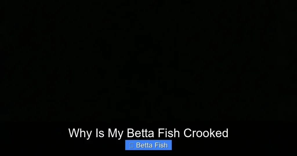 Why Is My Betta Fish Crooked