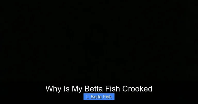 Why Is My Betta Fish Crooked