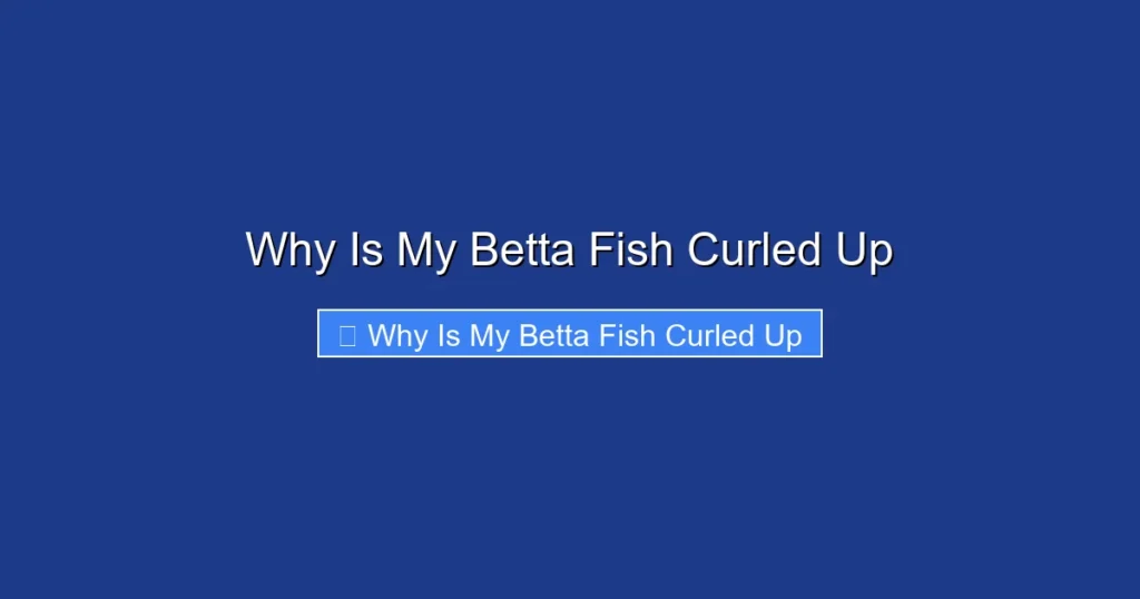 Why Is My Betta Fish Curled Up