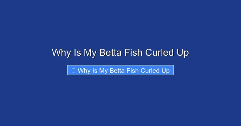 Why Is My Betta Fish Curled Up