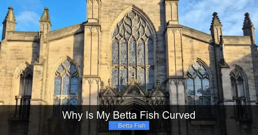 Why Is My Betta Fish Curved