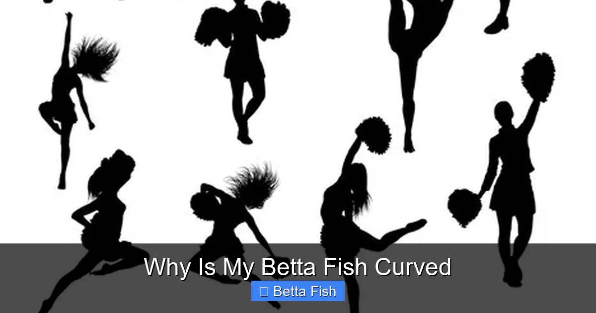 Why Is My Betta Fish Curved