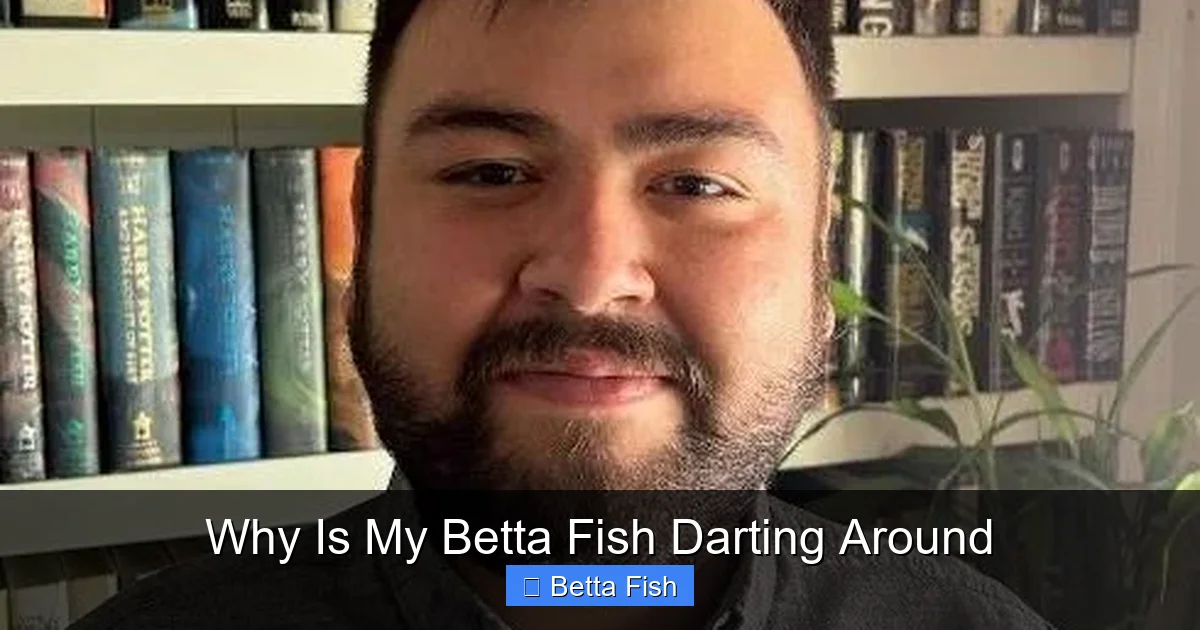 Why Is My Betta Fish Darting Around