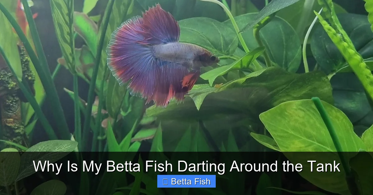Why Is My Betta Fish Darting Around the Tank