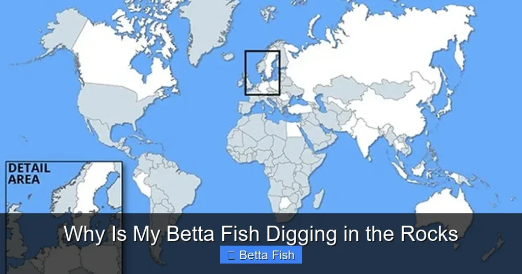 Why Is My Betta Fish Digging in the Rocks