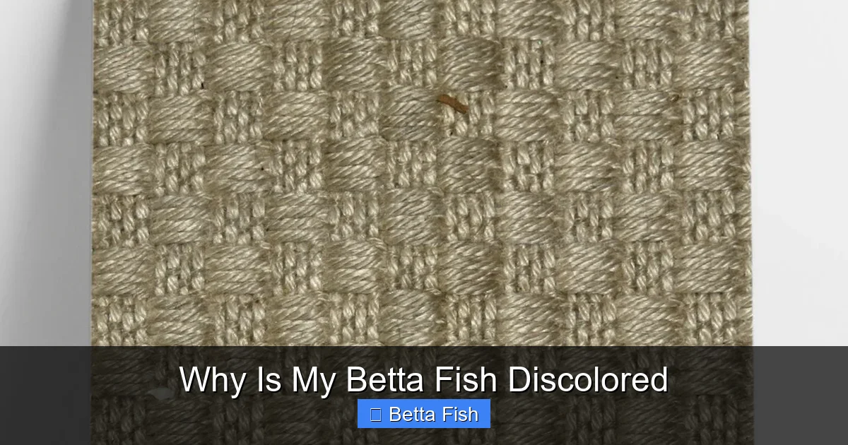 Why Is My Betta Fish Discolored