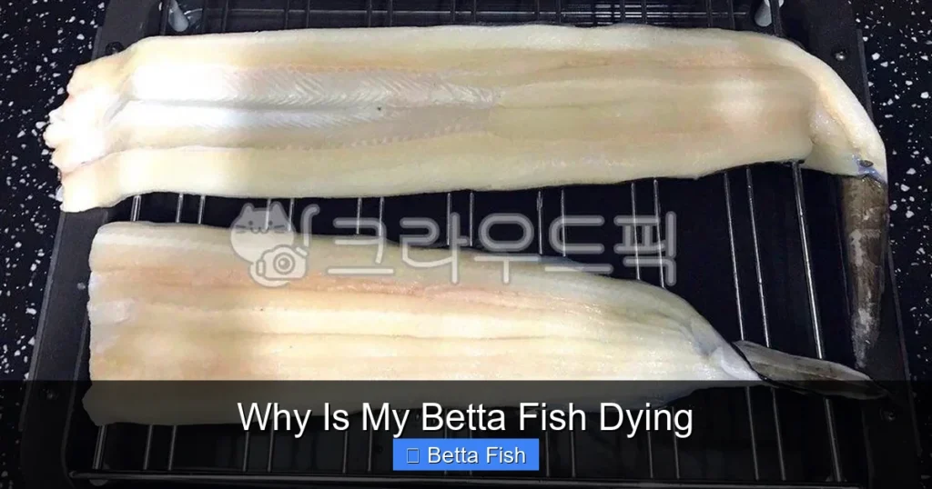 Why Is My Betta Fish Dying