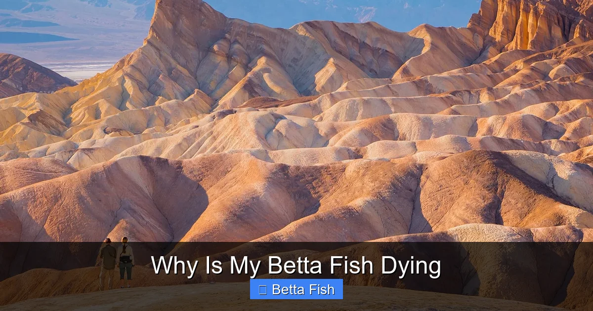 Why Is My Betta Fish Dying