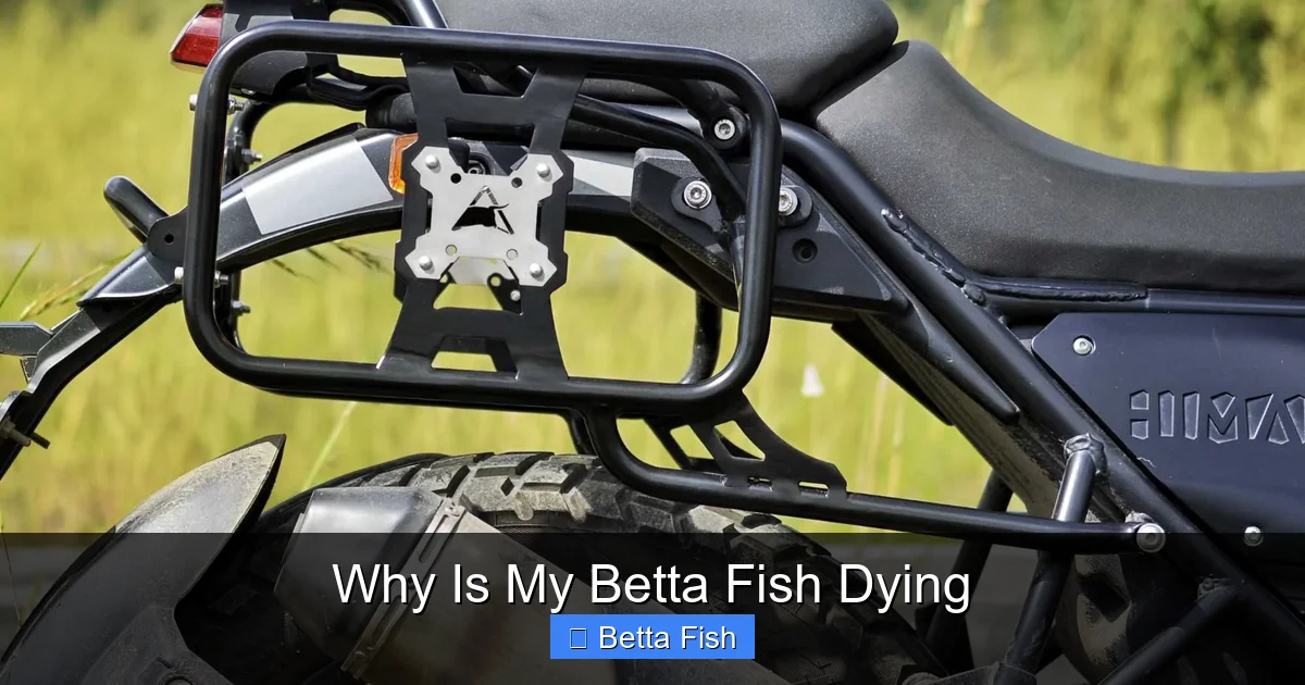 Why Is My Betta Fish Dying