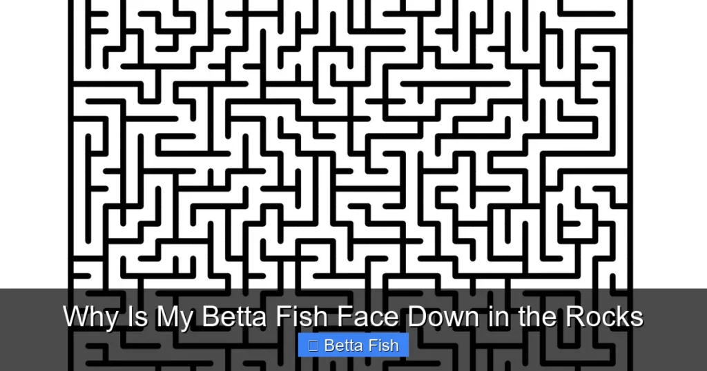 Why Is My Betta Fish Face Down in the Rocks