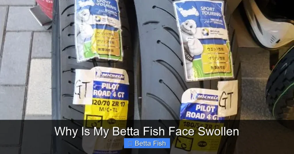 Why Is My Betta Fish Face Swollen