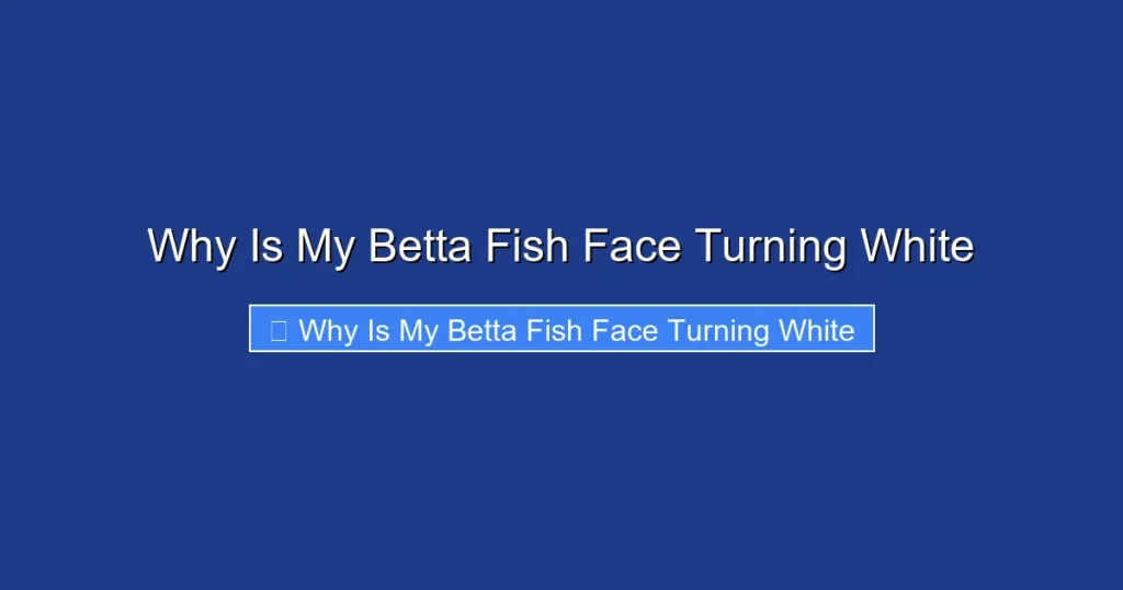 Why Is My Betta Fish Face Turning White