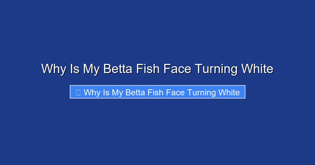 Why Is My Betta Fish Face Turning White