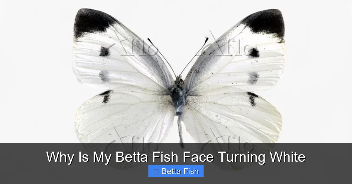 Why Is My Betta Fish Face Turning White