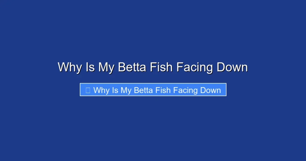 Why Is My Betta Fish Facing Down