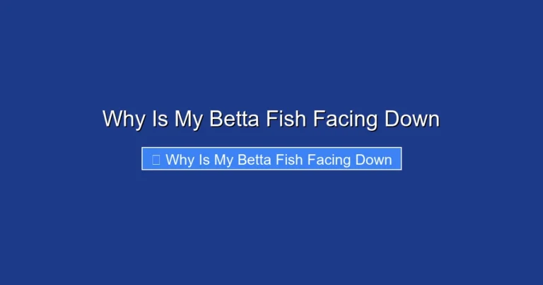 Why Is My Betta Fish Facing Down