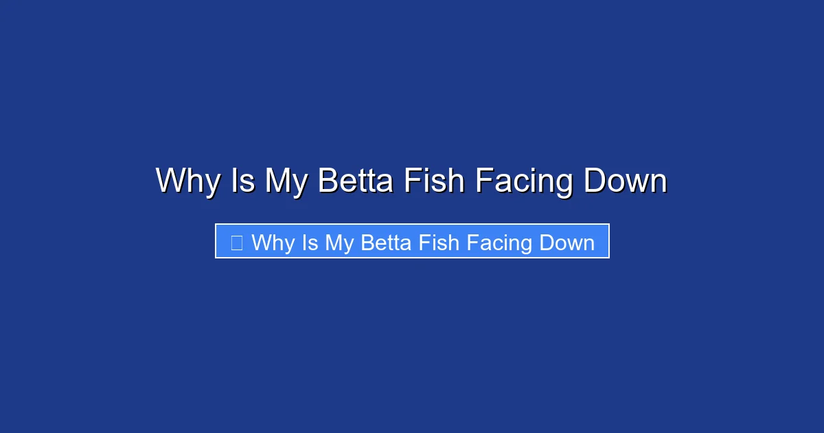 Why Is My Betta Fish Facing Down