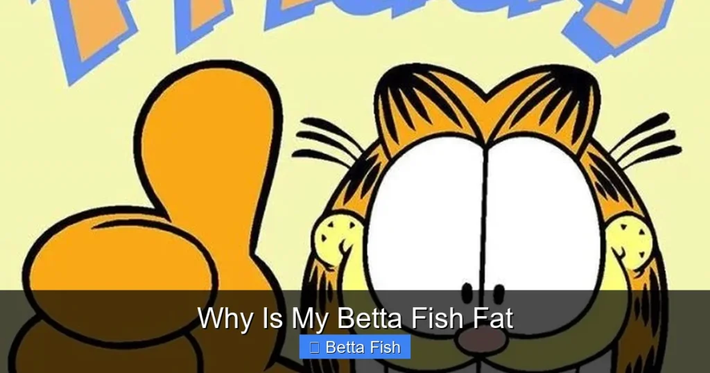 Why Is My Betta Fish Fat
