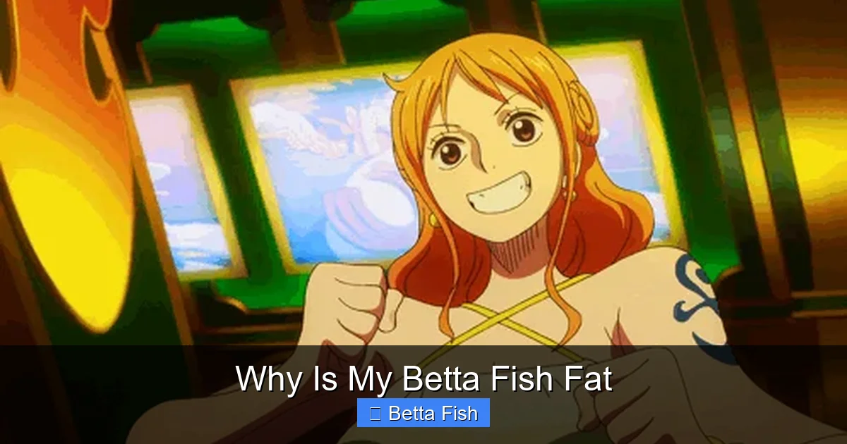 Why Is My Betta Fish Fat