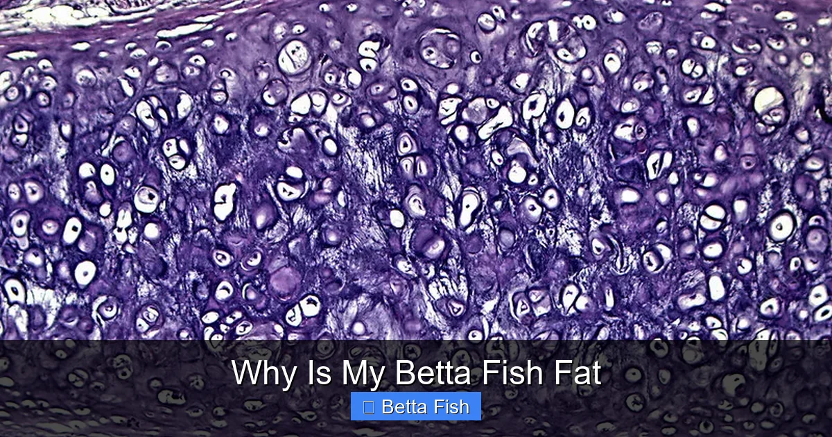 Why Is My Betta Fish Fat