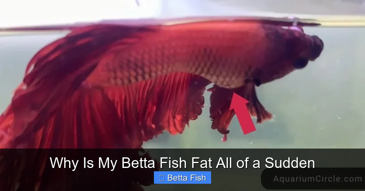 Why Is My Betta Fish Fat All of a Sudden