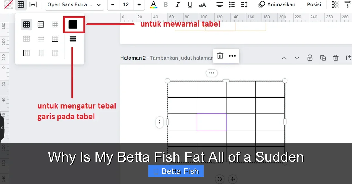 Why Is My Betta Fish Fat All of a Sudden