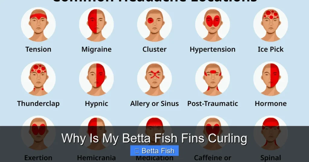 Why Is My Betta Fish Fins Curling