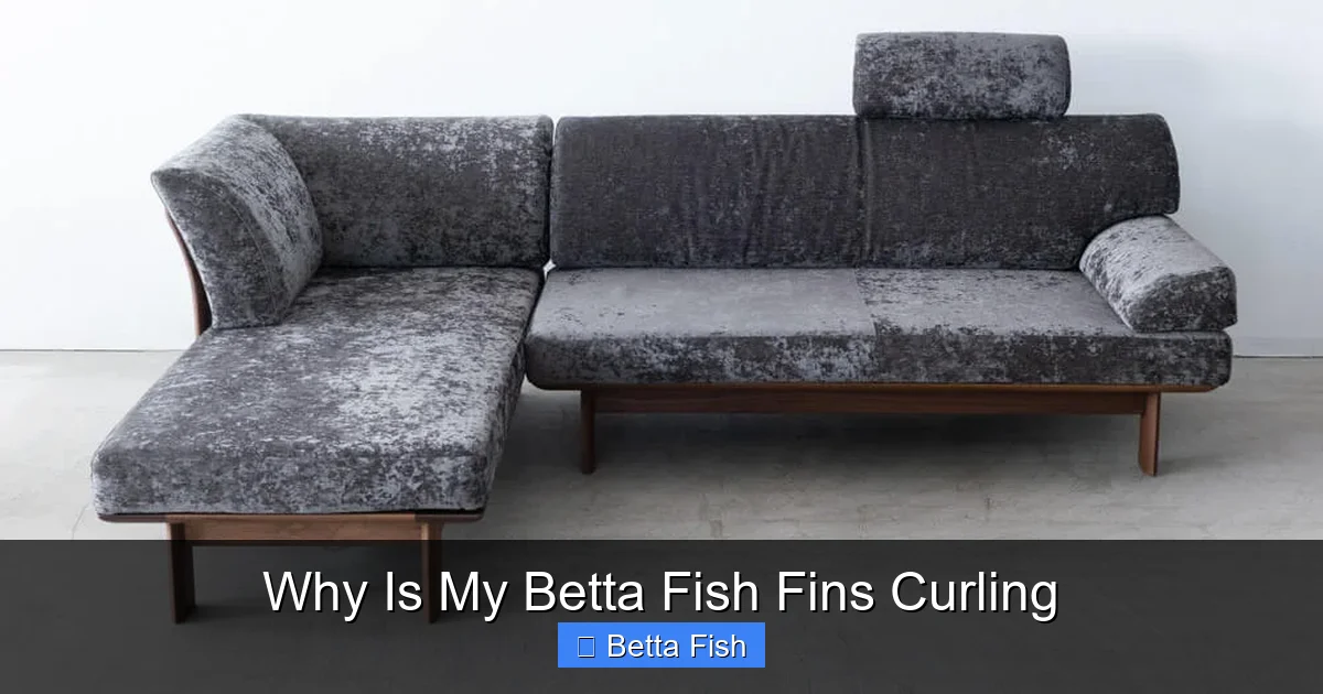 Why Is My Betta Fish Fins Curling