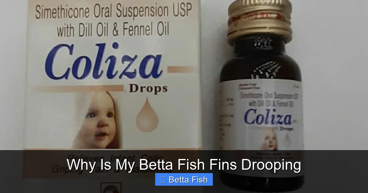Why Is My Betta Fish Fins Drooping