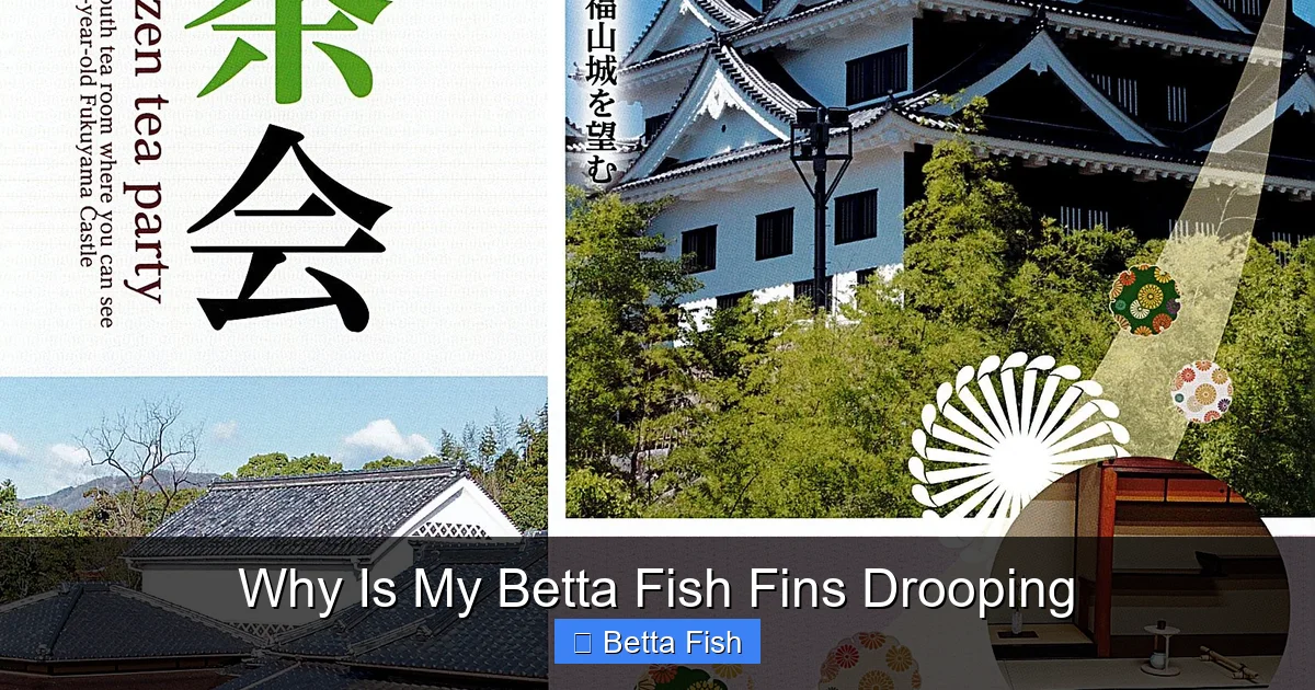 Why Is My Betta Fish Fins Drooping