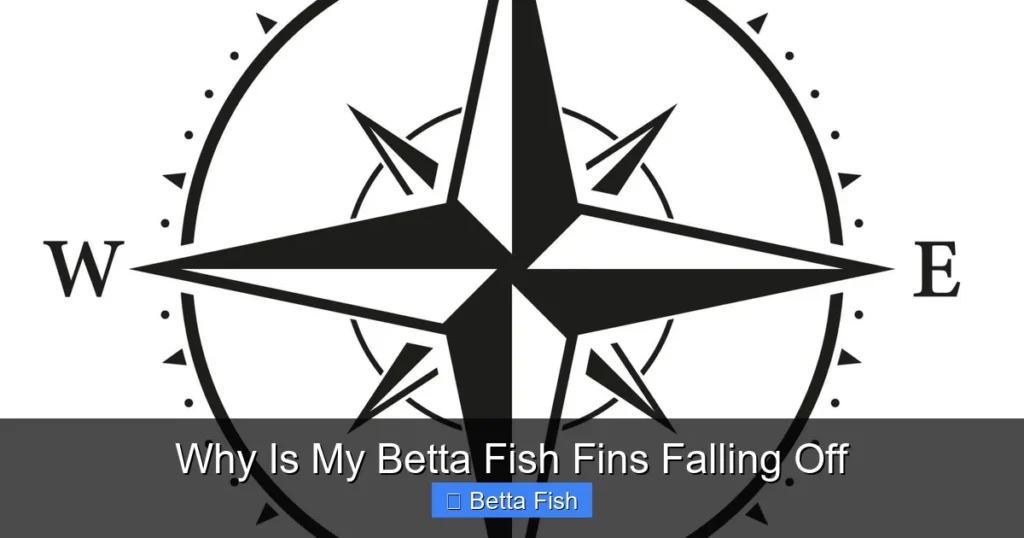 Why Is My Betta Fish Fins Falling Off