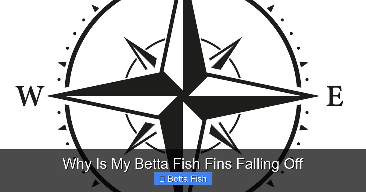 Why Is My Betta Fish Fins Falling Off