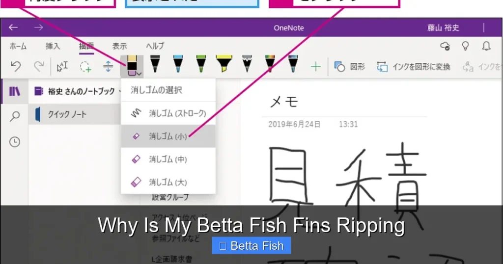 Why Is My Betta Fish Fins Ripping
