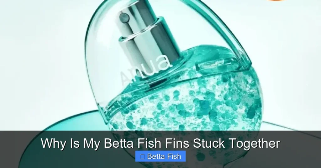 Why Is My Betta Fish Fins Stuck Together