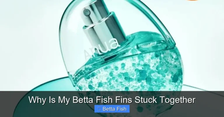 Why Is My Betta Fish Fins Stuck Together
