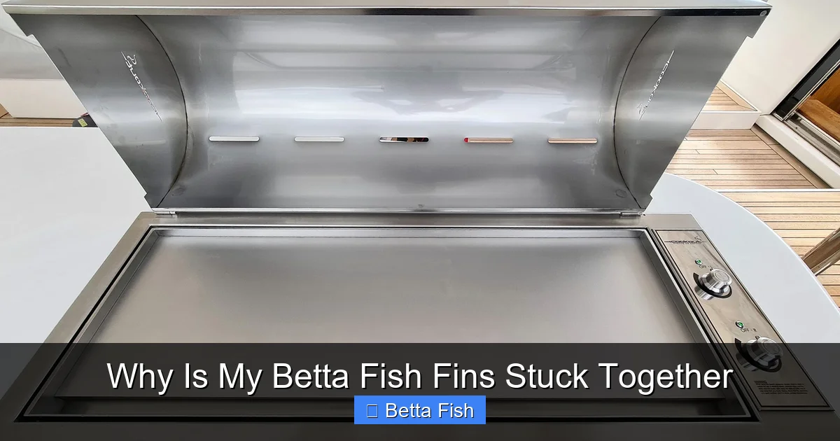 Why Is My Betta Fish Fins Stuck Together