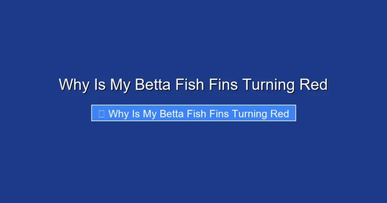 Why Is My Betta Fish Fins Turning Red