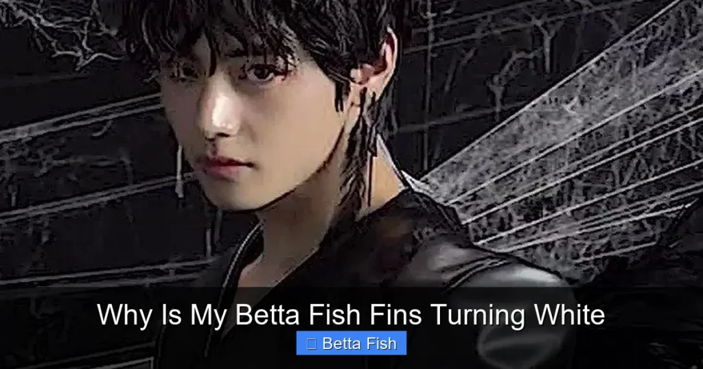 Why Is My Betta Fish Fins Turning White