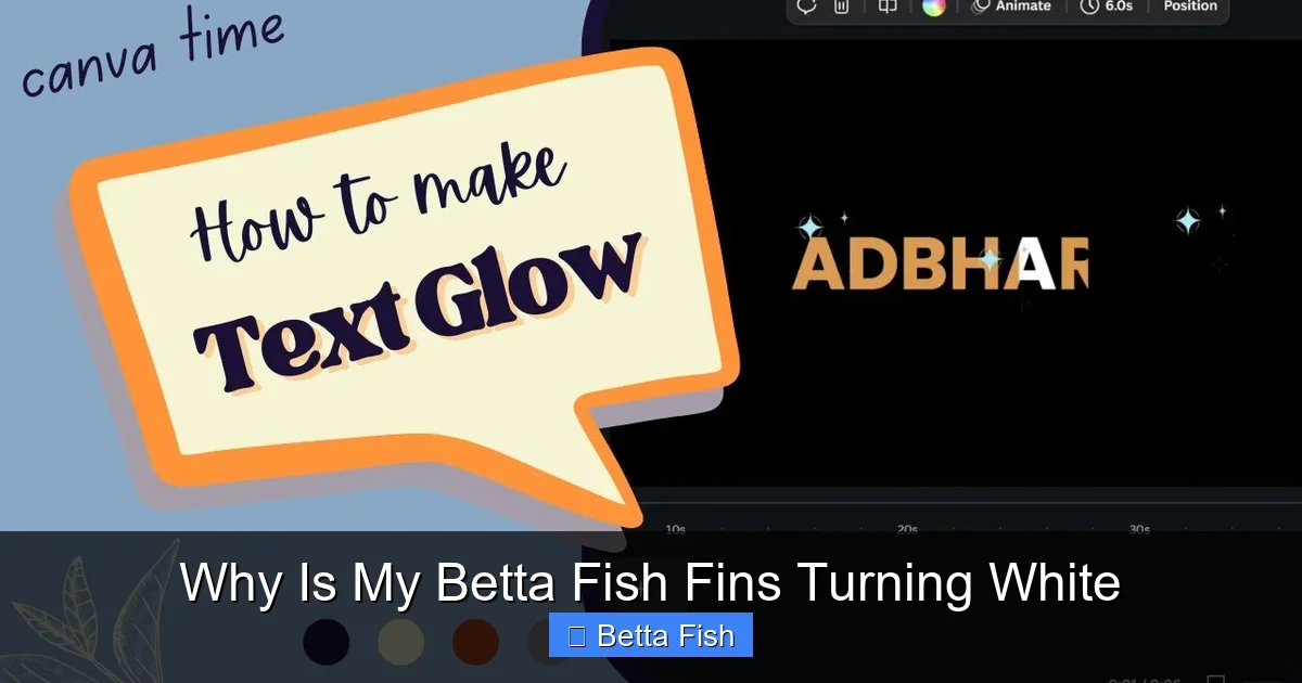 Why Is My Betta Fish Fins Turning White