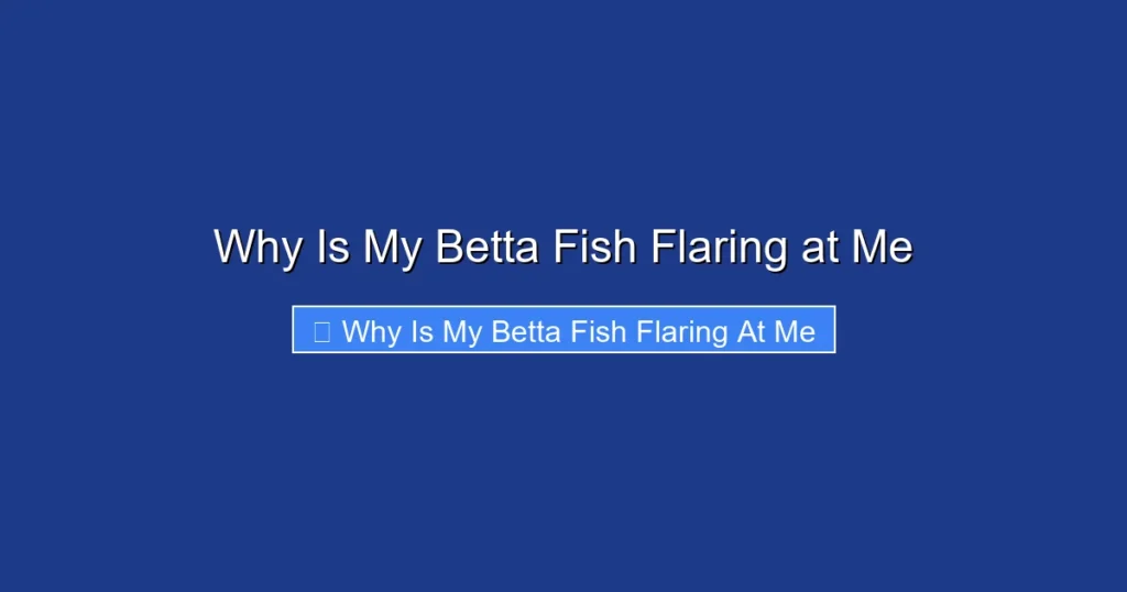 Why Is My Betta Fish Flaring at Me