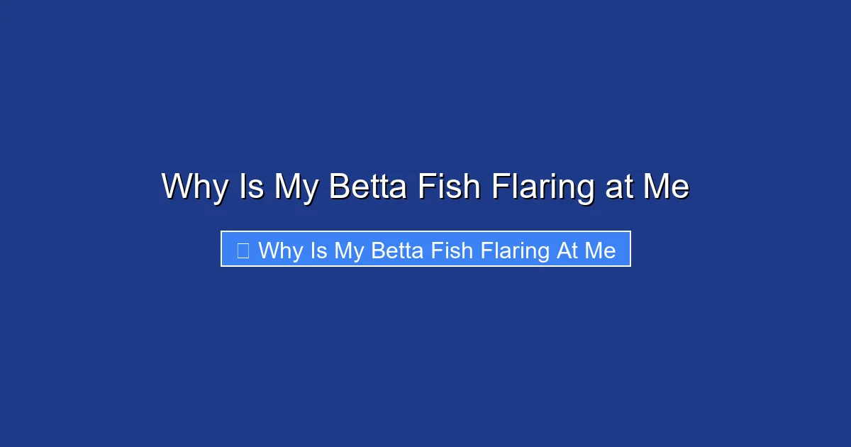 Why Is My Betta Fish Flaring at Me