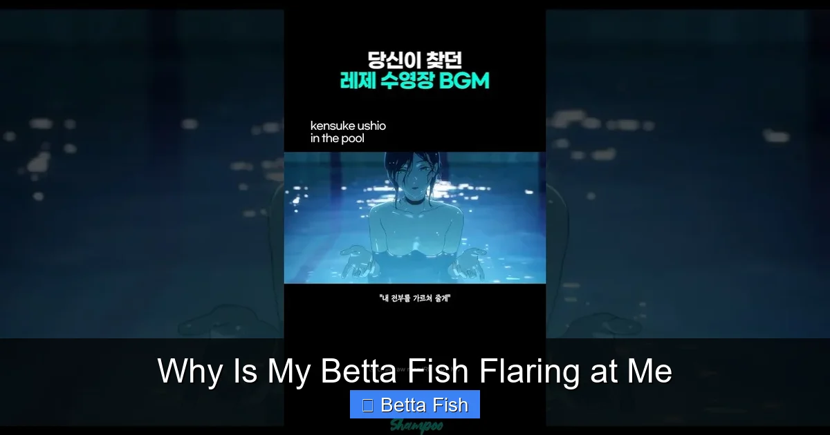 Why Is My Betta Fish Flaring at Me