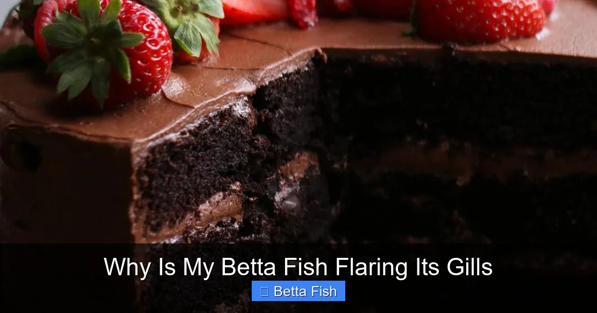 Why Is My Betta Fish Flaring Its Gills