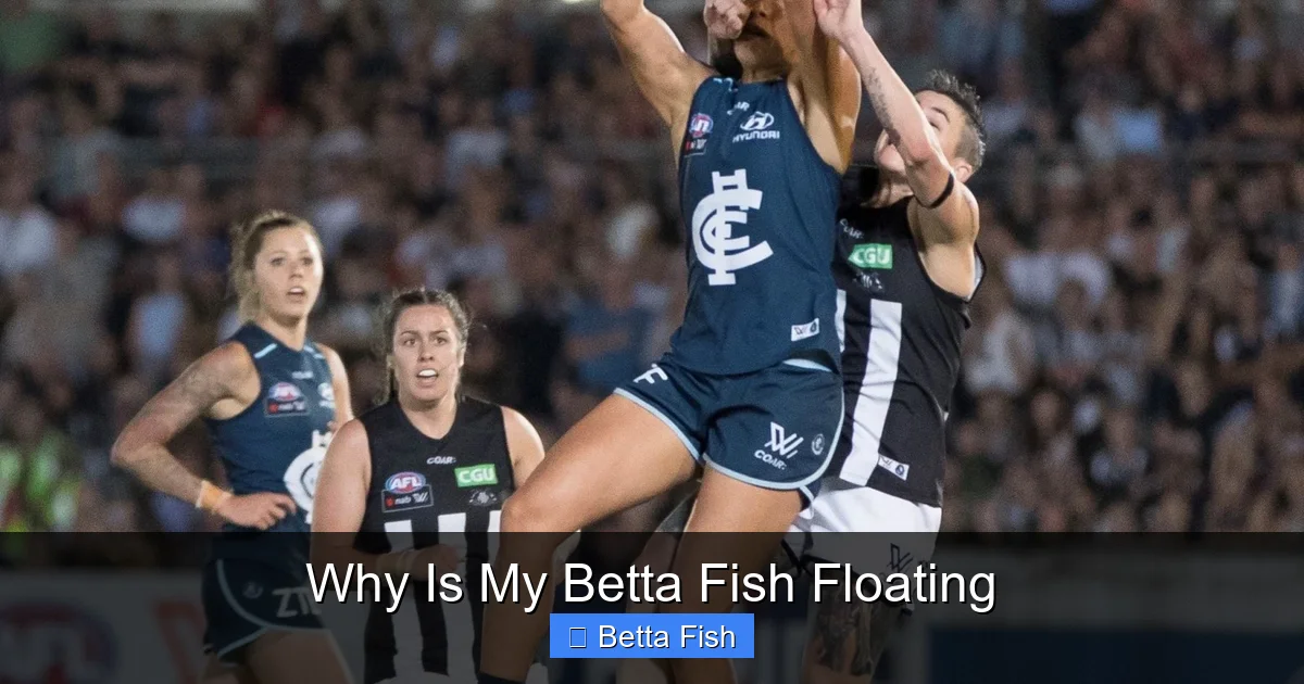 Why Is My Betta Fish Floating
