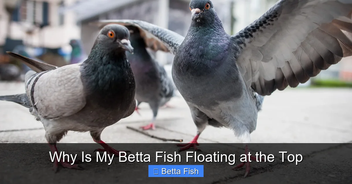 Why Is My Betta Fish Floating at the Top