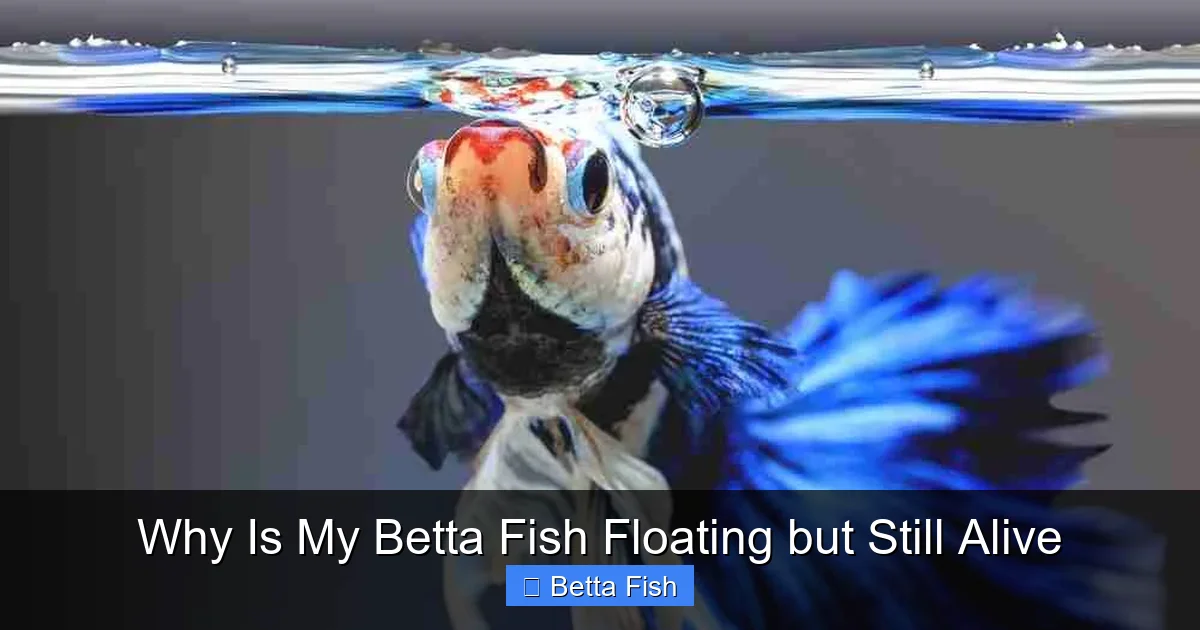 Why Is My Betta Fish Floating but Still Alive