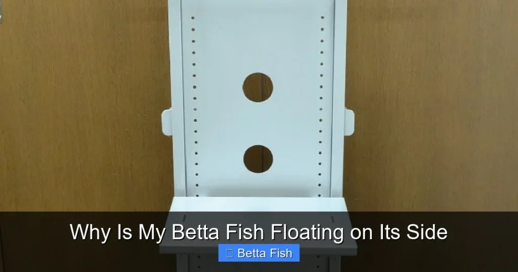 Why Is My Betta Fish Floating on Its Side